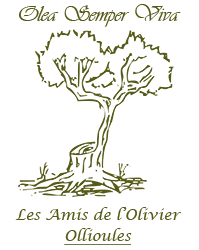 Les Amis de l'Olivier : 83190 Ollioules - Taille d'olivier, greffe d'olivier, lutte biologique contre la mouche de l'olive