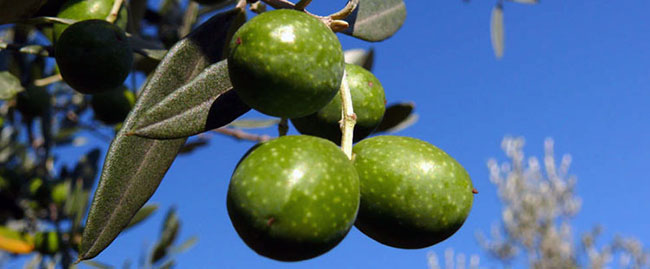 Olives vertes