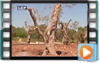 Xylella Fastidiosa, la bacétrie tueuse d'olivier qui ravage les Pouilles Xylella Fastidiosa, la bacétrie tueuse d'olivier qui ravage les Pouilles